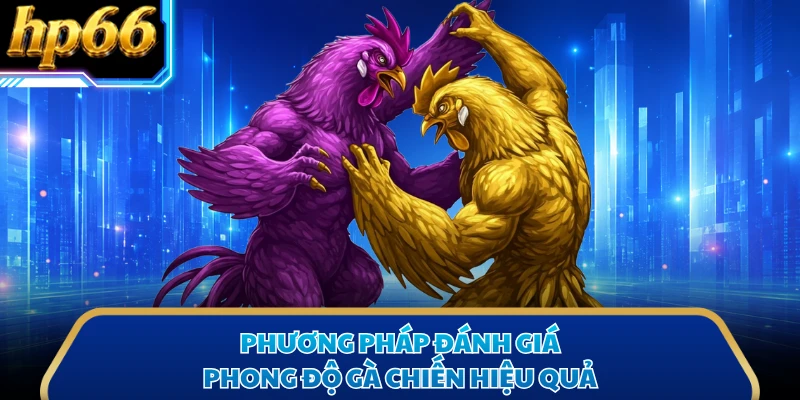 Phương pháp đánh giá phong độ gà chiến hiệu quả